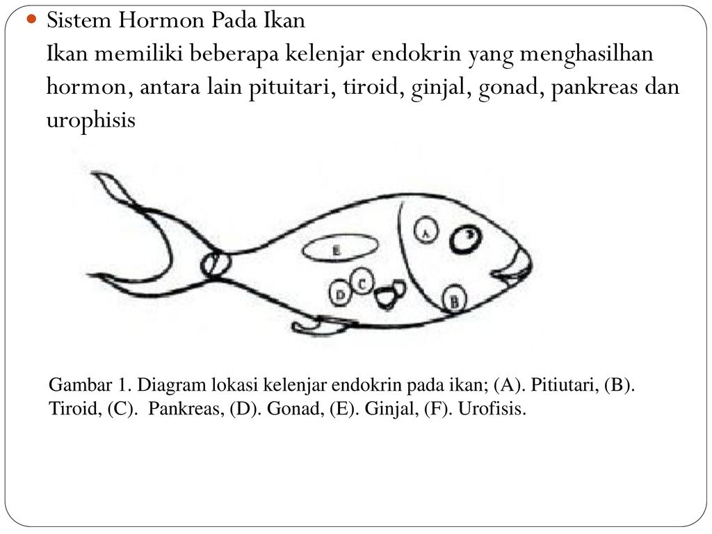 Detail Kelenjar Hiopotalamus Gambar Kelenjar Hipotalamus Ikan Nomer 14