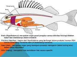 Detail Kelenjar Hiopotalamus Gambar Kelenjar Hipotalamus Ikan Nomer 17