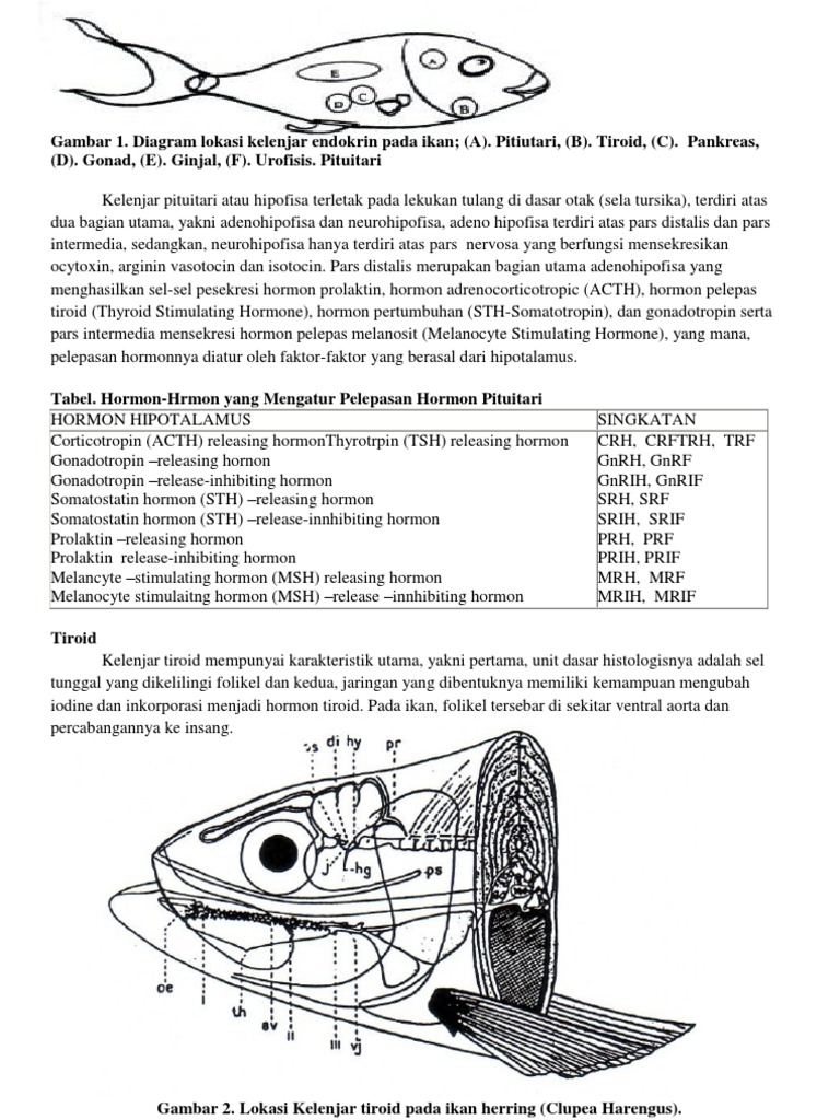 Detail Kelenjar Hiopotalamus Gambar Kelenjar Hipotalamus Ikan Nomer 22