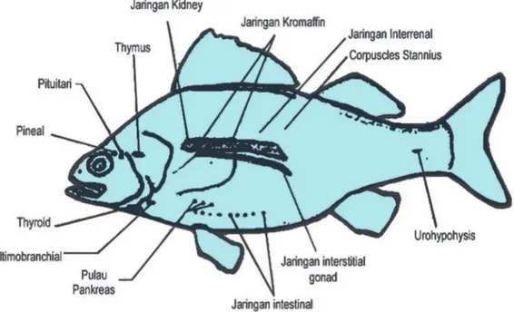 Detail Kelenjar Hiopotalamus Gambar Kelenjar Hipotalamus Ikan Nomer 32