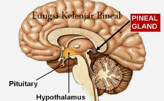 Detail Kelenjar Hiopotalamus Gambar Kelenjar Hipotalamus Ikan Nomer 33