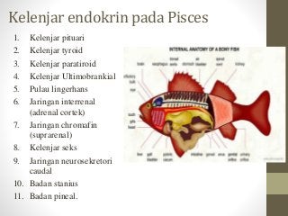 Detail Kelenjar Hiopotalamus Gambar Kelenjar Hipotalamus Ikan Nomer 35