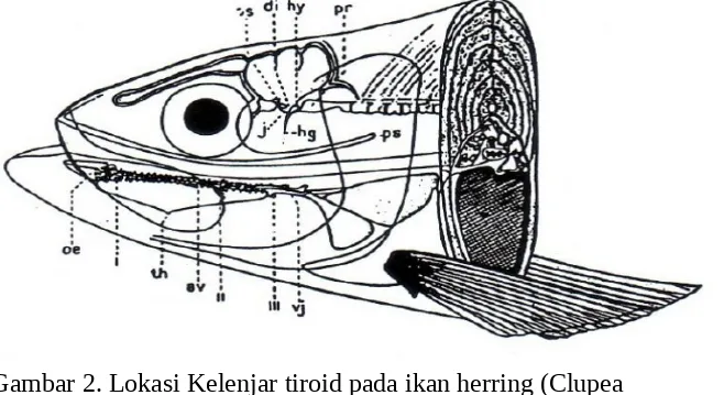 Detail Kelenjar Hiopotalamus Gambar Kelenjar Hipotalamus Ikan Nomer 36