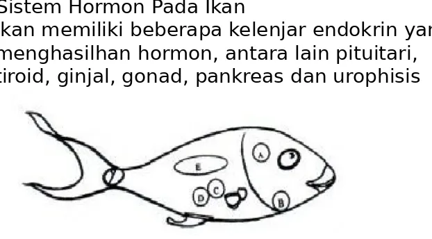 Detail Kelenjar Hiopotalamus Gambar Kelenjar Hipotalamus Ikan Nomer 38