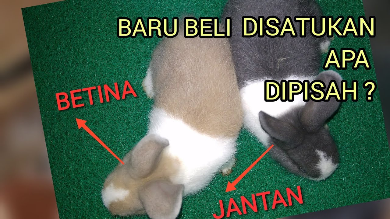 Detail Kelinci Betina Dan Jantan Nomer 46