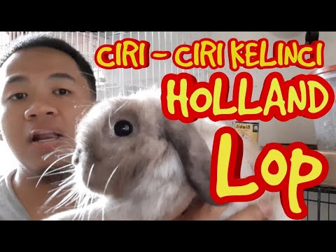 Detail Kelinci Mini Lop Nomer 15