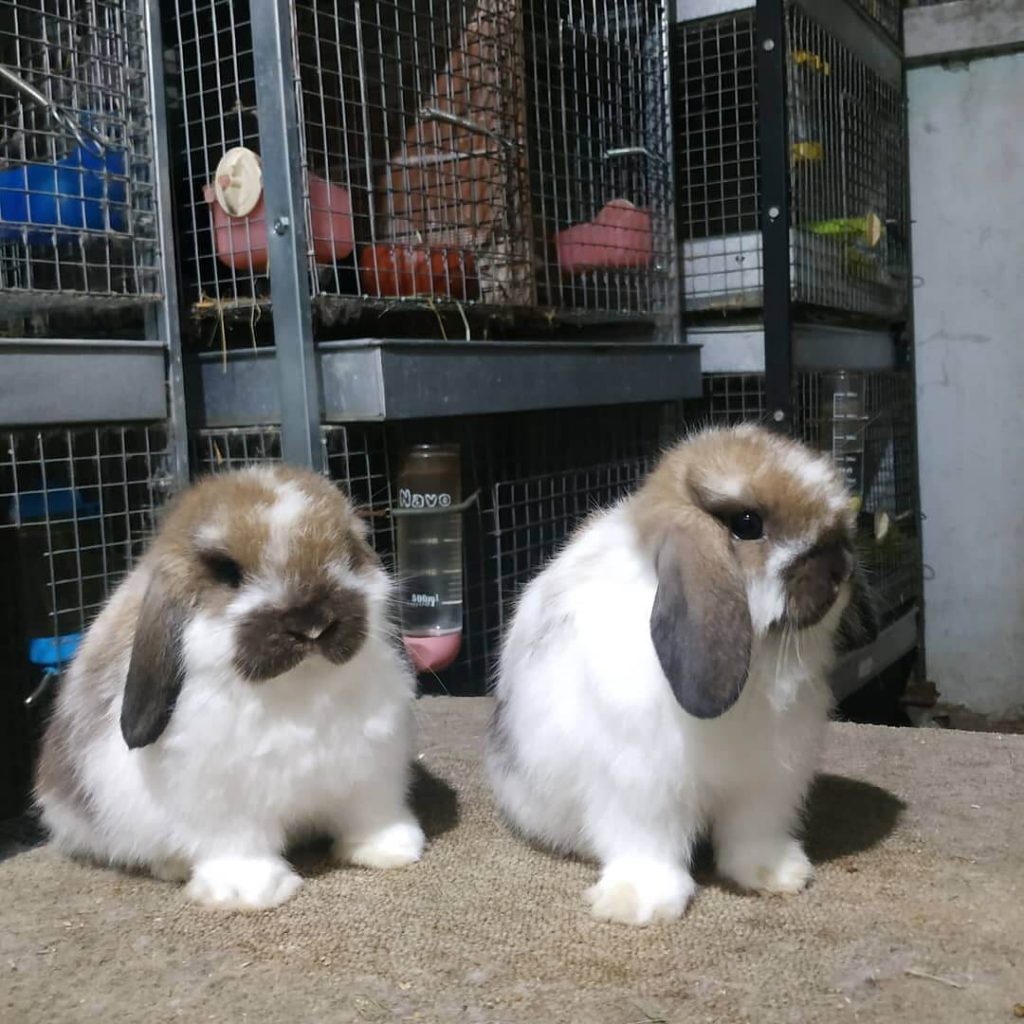 Detail Kelinci Mini Lop Nomer 3