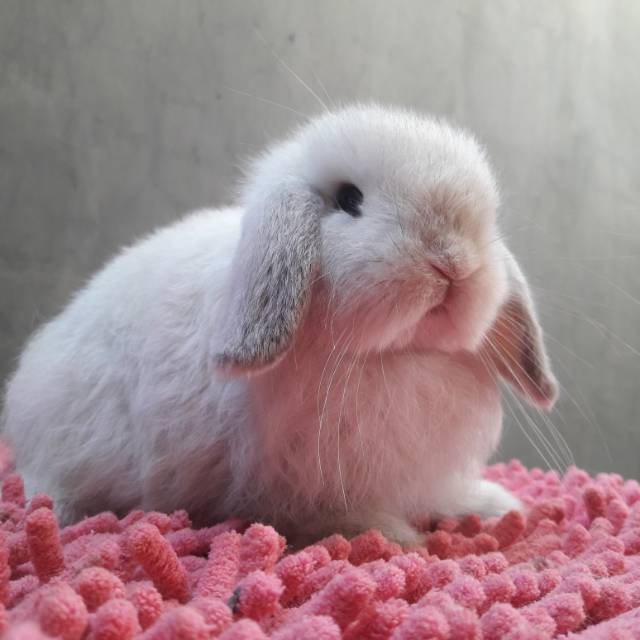 Detail Kelinci Mini Lop Nomer 4