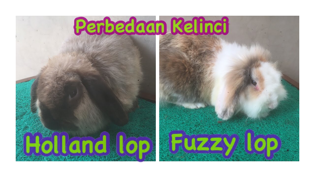 Detail Kelinci Mini Lop Nomer 32