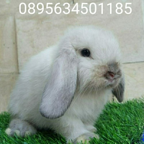 Detail Kelinci Mini Lop Nomer 52