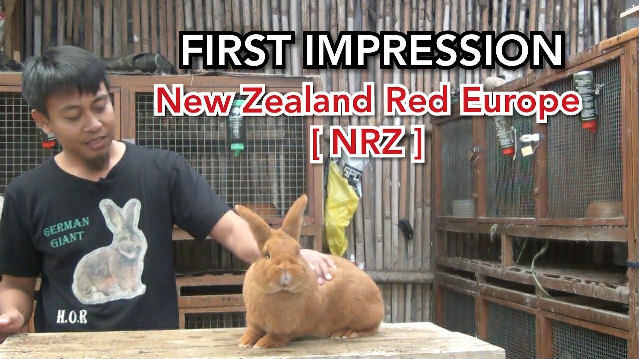 Detail Kelinci New Zealand Red Nomer 4