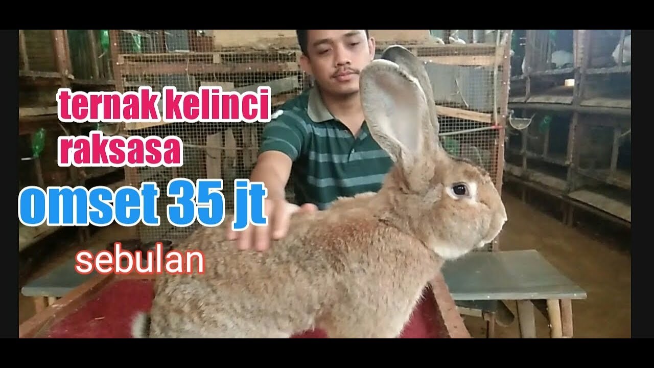 Detail Kelinci Raksasa Flemish Nomer 6