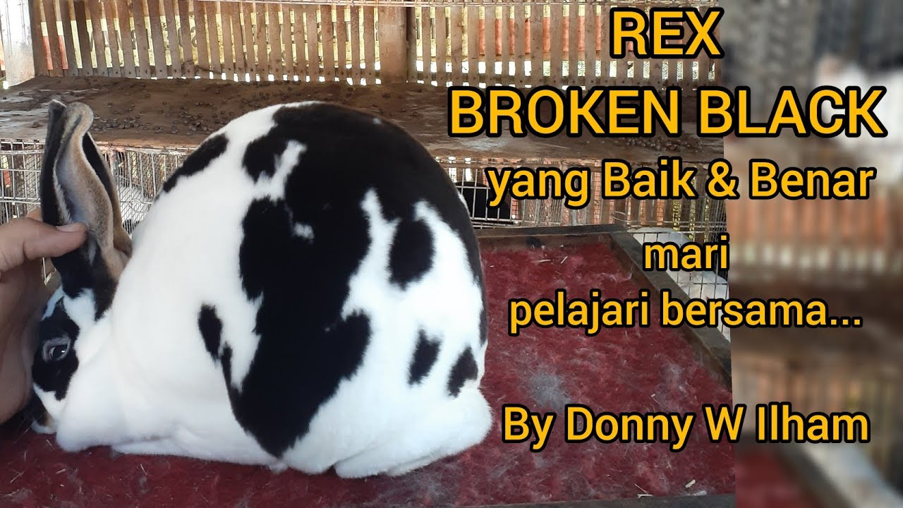 Detail Kelinci Rex Broken Nomer 11