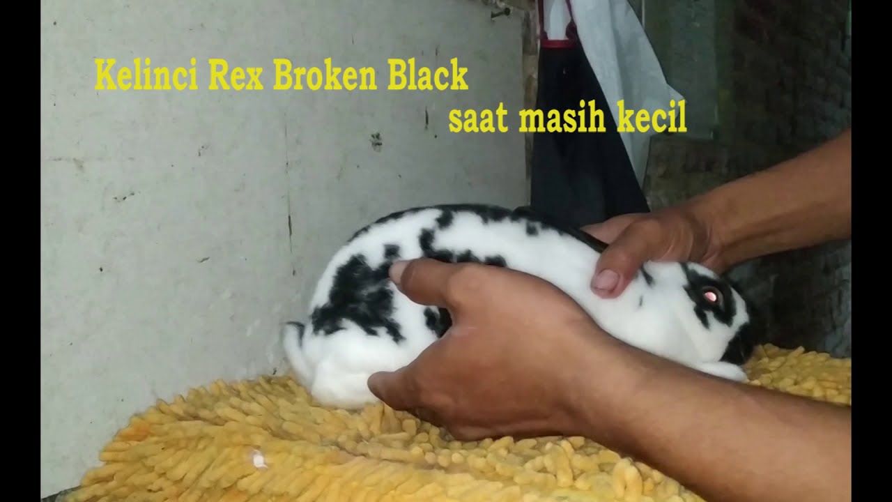 Detail Kelinci Rex Broken Nomer 50