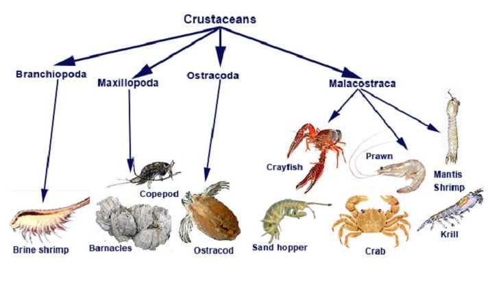 Detail Kelompok Hewan Crustacea Nomer 2