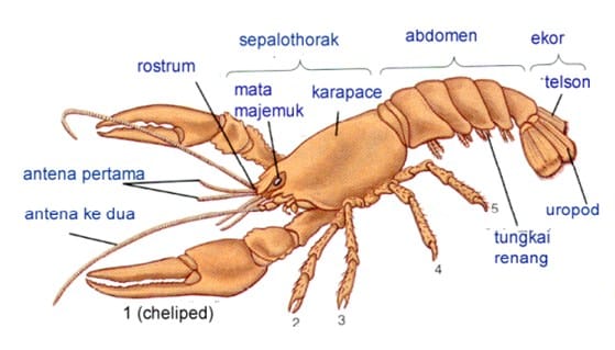 Detail Kelompok Hewan Crustacea Nomer 23