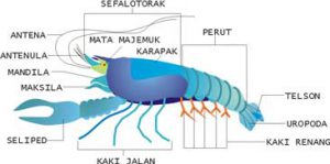Detail Kelompok Hewan Crustacea Nomer 28