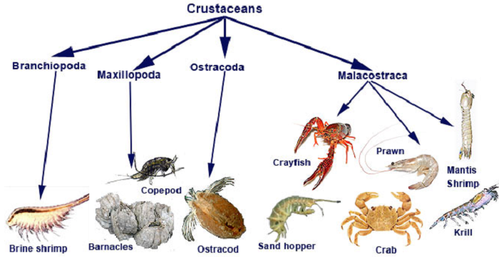 Detail Kelompok Hewan Crustacea Nomer 5