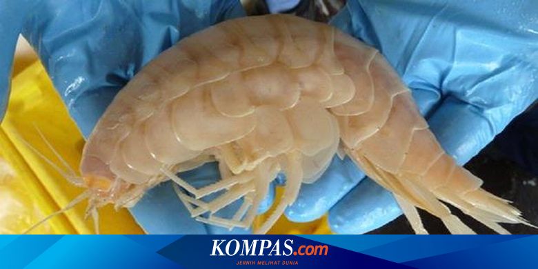 Detail Kelompok Hewan Crustacea Nomer 50