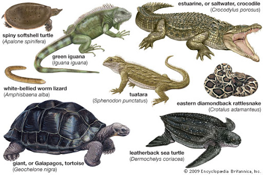 Kelompok Hewan Reptil - KibrisPDR