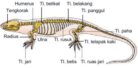 Detail Kelompok Hewan Reptil Nomer 28