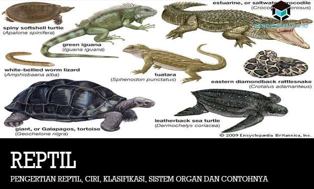 Detail Kelompok Hewan Reptil Nomer 5