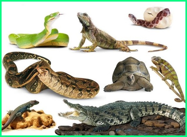 Detail Kelompok Hewan Reptil Nomer 6