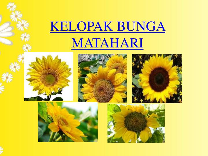 Detail Kelopak Bunga Matahari Nomer 28