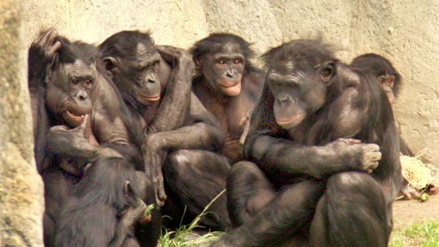 Keluarga Monyet Lucu - KibrisPDR