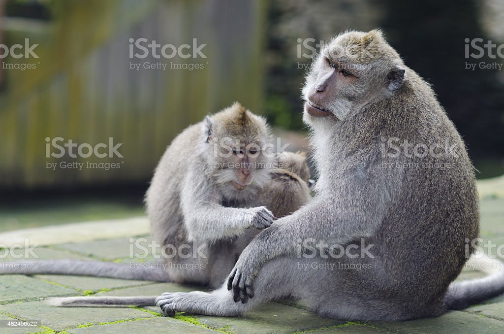Detail Keluarga Monyet Lucu Nomer 29