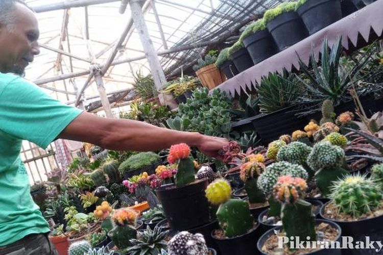 Detail Kembang Kaktus Nomer 20
