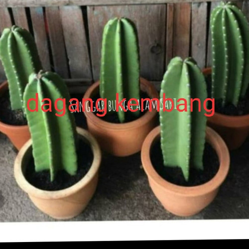 Detail Kembang Kaktus Nomer 23