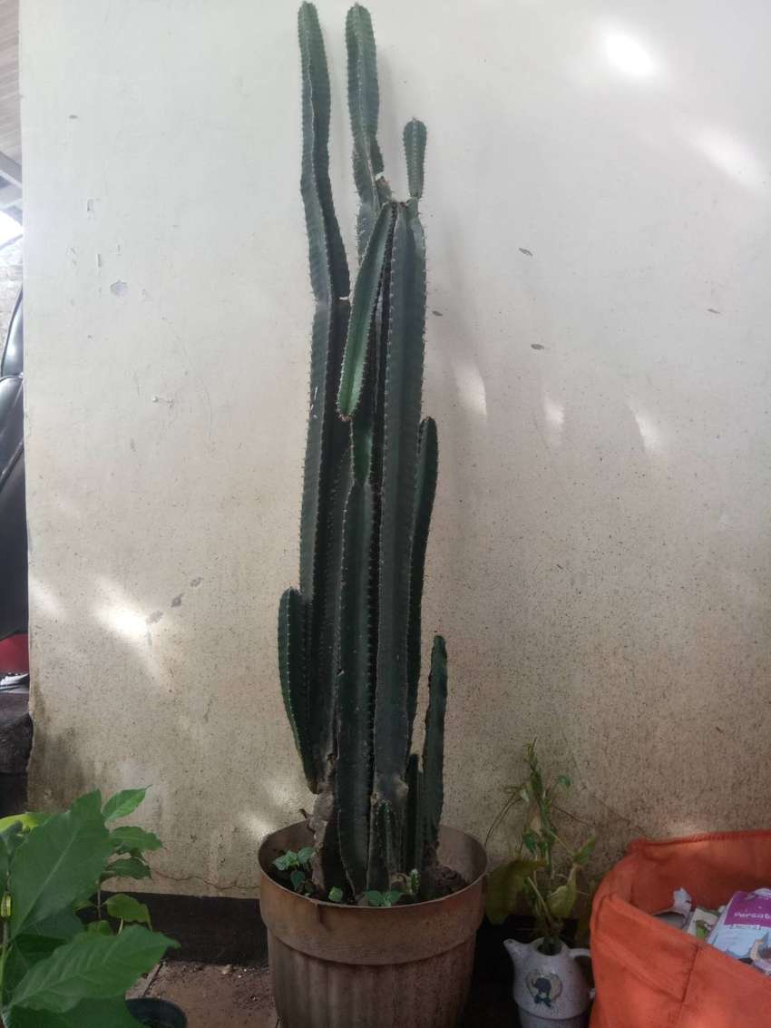 Detail Kembang Kaktus Nomer 31
