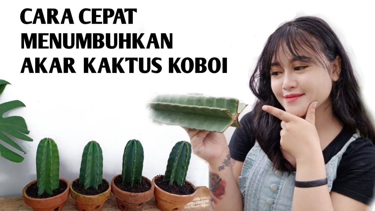 Detail Kembang Kaktus Nomer 35