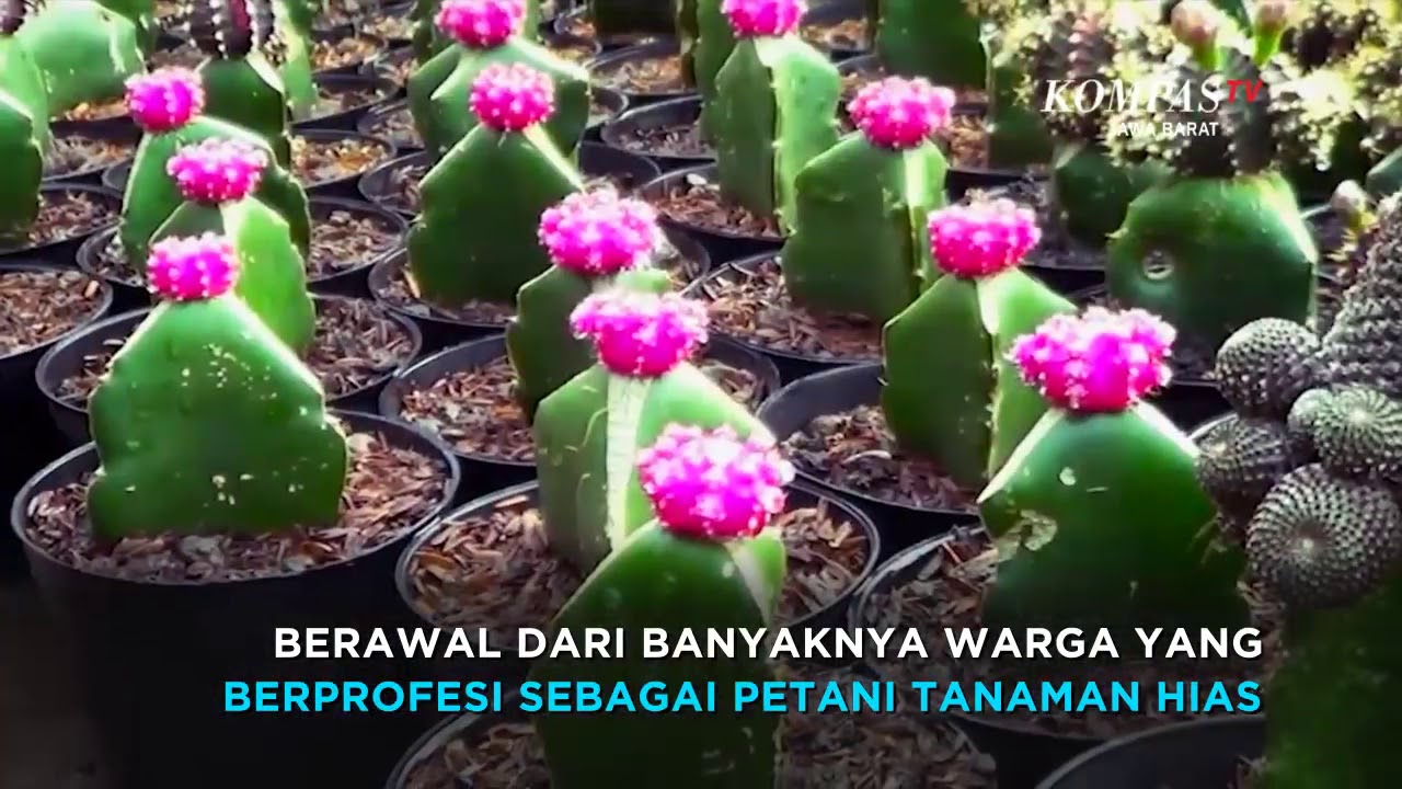 Detail Kembang Kaktus Nomer 5