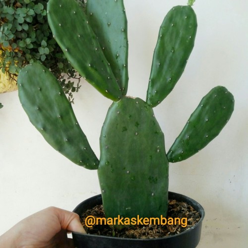 Detail Kembang Kaktus Nomer 6