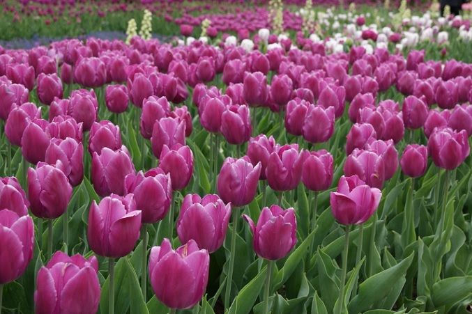 Kembang Tulip - KibrisPDR