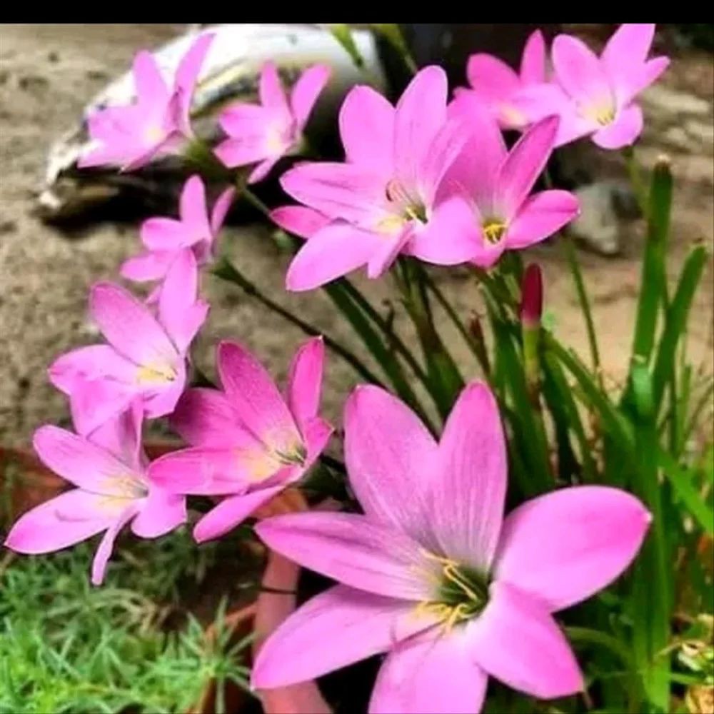 Detail Kembang Tulip Nomer 2