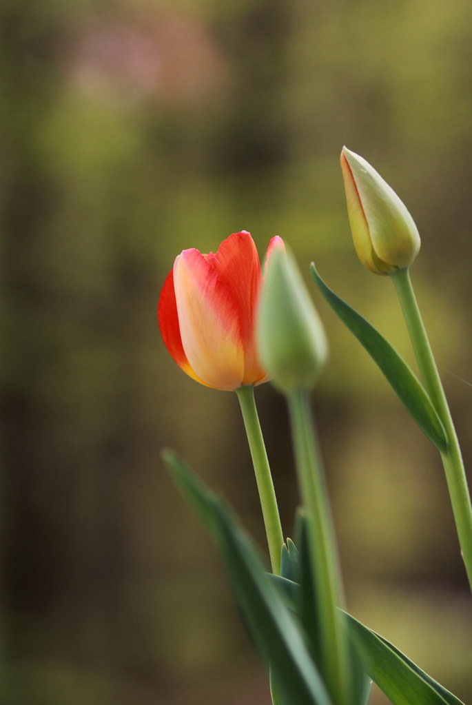 Detail Kembang Tulip Nomer 13