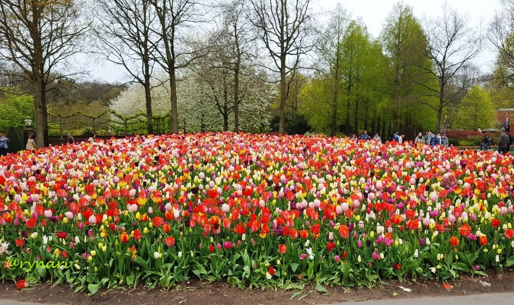 Detail Kembang Tulip Nomer 14