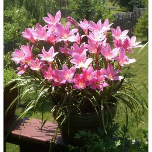 Detail Kembang Tulip Nomer 15
