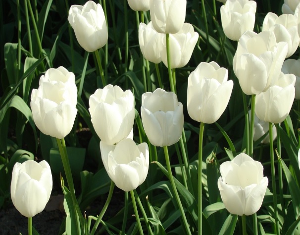 Detail Kembang Tulip Nomer 18