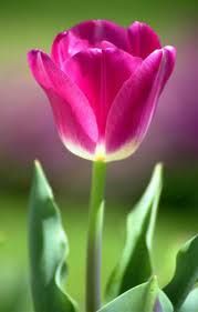 Detail Kembang Tulip Nomer 3