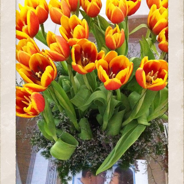 Detail Kembang Tulip Nomer 27