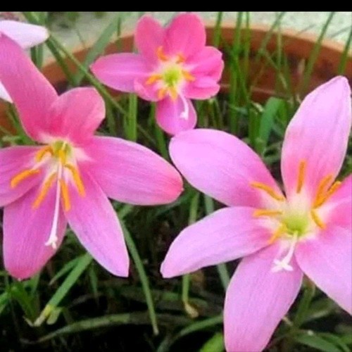 Detail Kembang Tulip Nomer 4