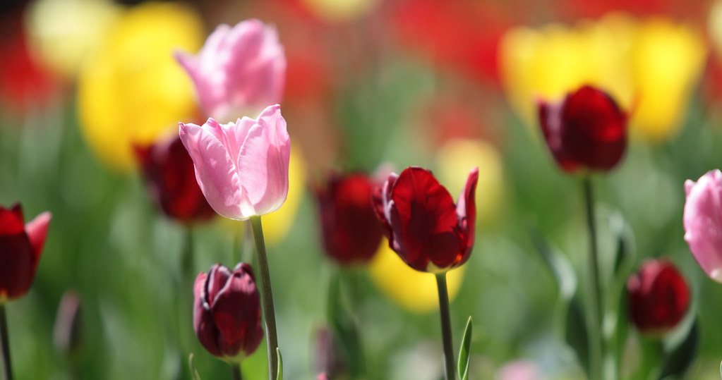 Detail Kembang Tulip Nomer 35