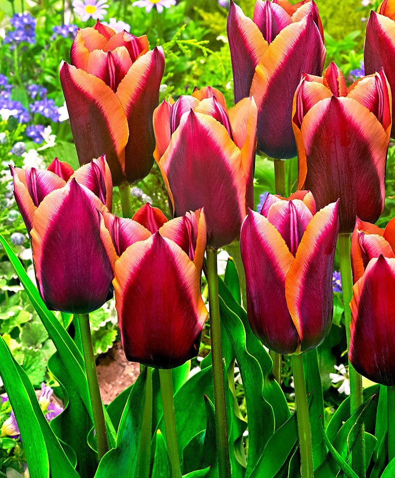 Detail Kembang Tulip Nomer 5