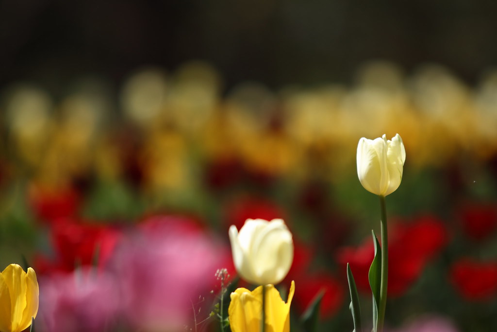 Detail Kembang Tulip Nomer 38