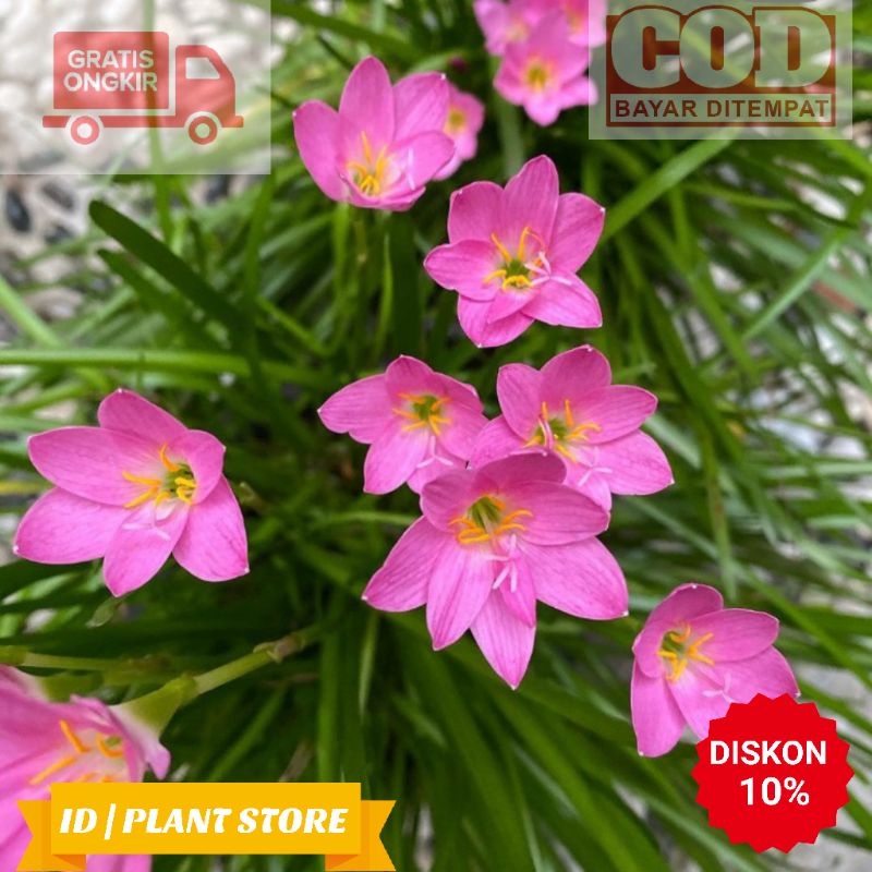 Detail Kembang Tulip Nomer 42