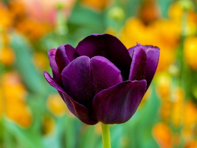 Detail Kembang Tulip Nomer 6